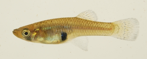 Eastern Mosquitofish