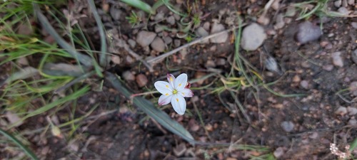 Rigid Green Lily (Chlorophytum rigidum)