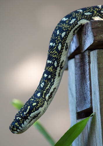 Carpet Python sighting