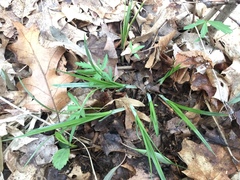 Carex sparganioides