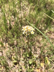 Micranthes integrifolia