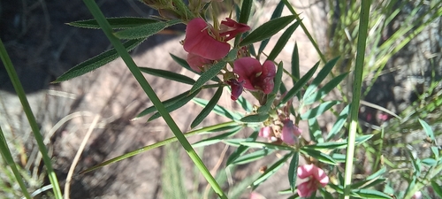 Image of Indigofera hilaris by (c) Adele SL, some rights reserved (CC BY)