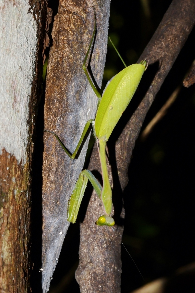 Tisma peyrierasi