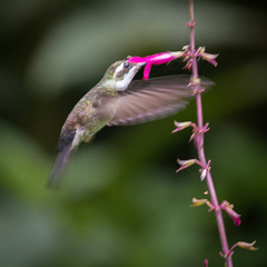 Lampornis viridipallens