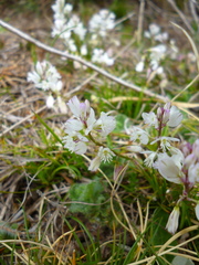 Polygala calcarea