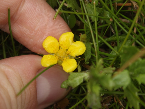 Image of New Zealand Silverweed (Argentina anserinoides) by (c) Joe Dillon, some rights reserved (CC BY)