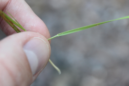 Image of Dichelachne inaequiglumis by (c) Joe Dillon, some rights reserved (CC BY)
