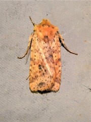 Conistra rubiginea