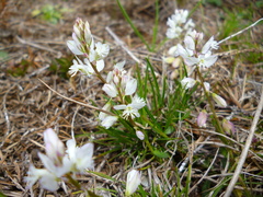 Polygala calcarea