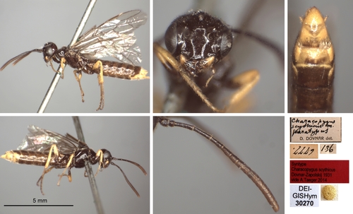 Stiebiniai pjūkleliai nuotrauka