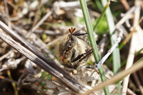 Holochelus subseriatus