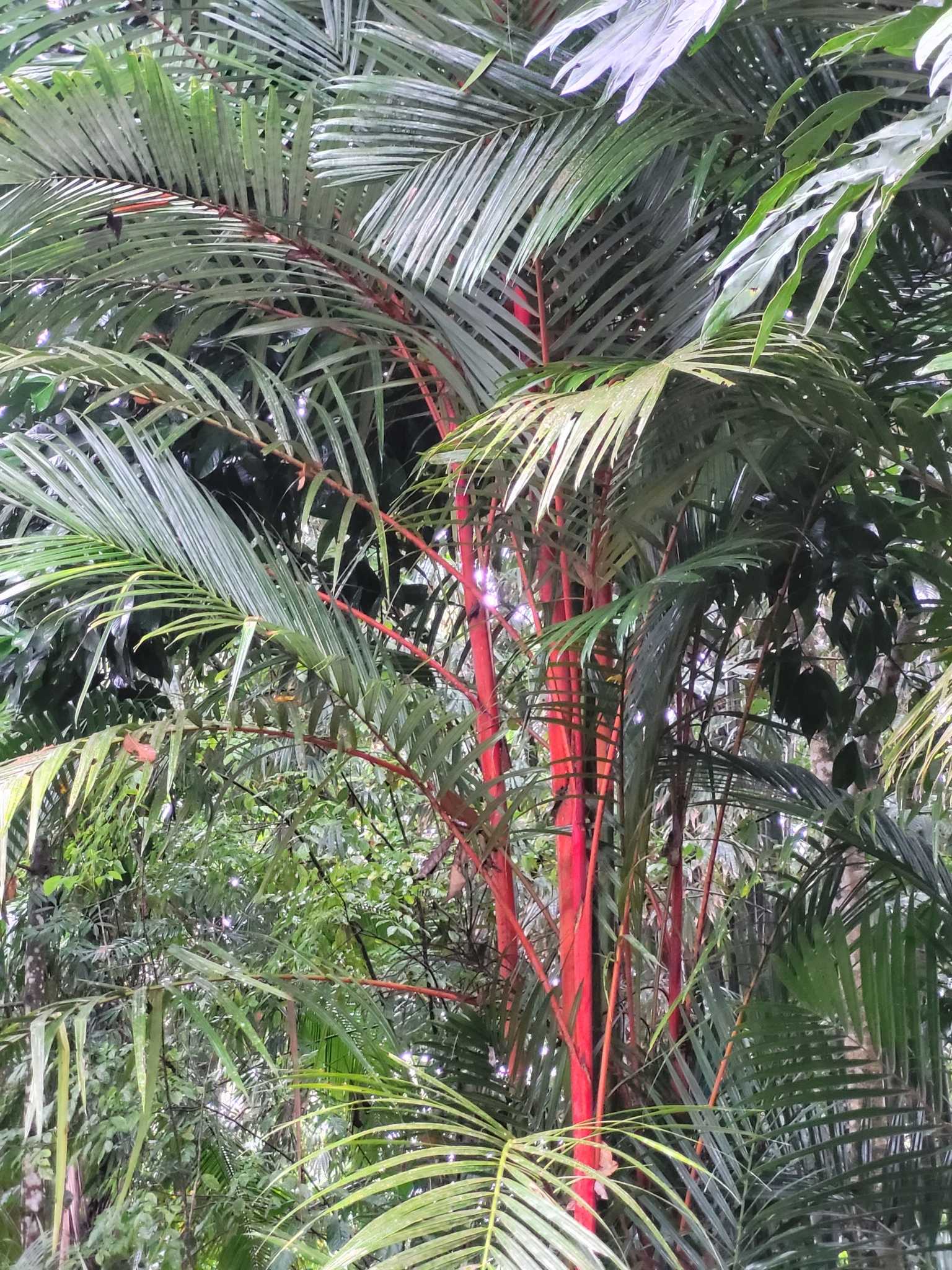 Imagem de Palmeira-ráfia
