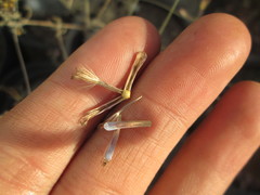 Porophyllum linaria