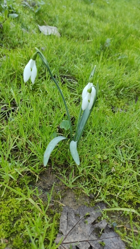 Image of Galanthus plicatus by (c) Umut Nuri Erdoğan, some rights reserved (CC BY)