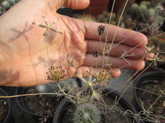 Porophyllum linaria