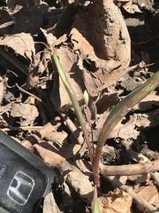 Erythronium propullans