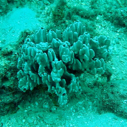 Lendenfeldia plicata