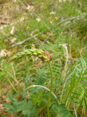 Onobrychis viciifolia