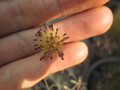 Porophyllum linaria