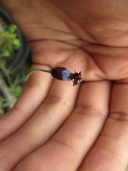 Porophyllum linaria