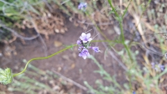 Gilia achilleifolia
