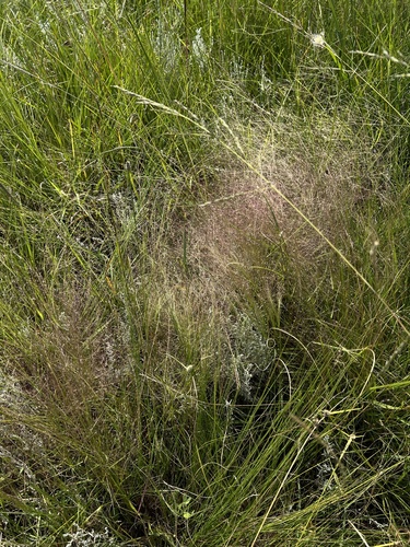Agrostis montevidensis, 2024-02-12