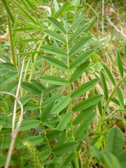 Onobrychis viciifolia