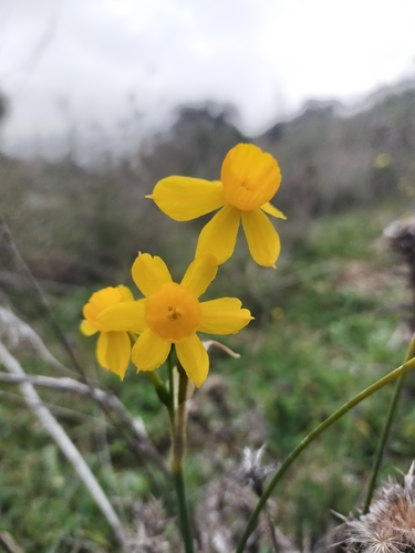 Image of Narcissus fernandesii by (c) Jorge Íñiguez, some rights reserved (CC BY)