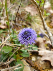 Globularia cordifolia