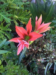 Hippeastrum aulicum
