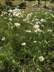 Leucanthemum maximum