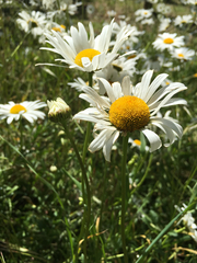 Leucanthemum maximum
