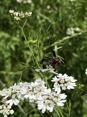 Physocephala floridana