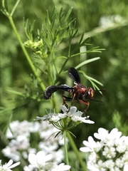 Physocephala floridana