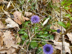 Globularia cordifolia