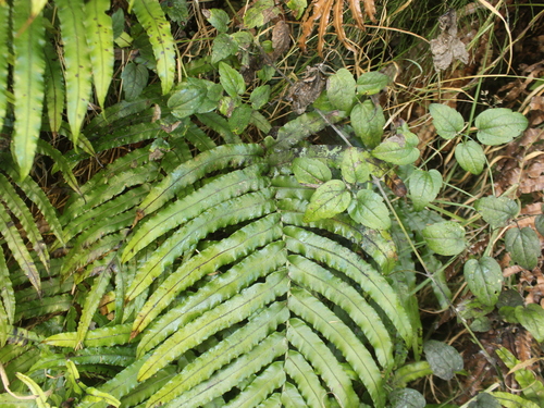 Image of Green Bay Kiokio (Blechnum triangularifolium) by (c) Joe Dillon, some rights reserved (CC BY)
