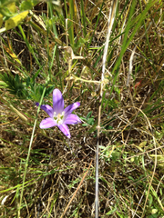 Brodiaea terrestris