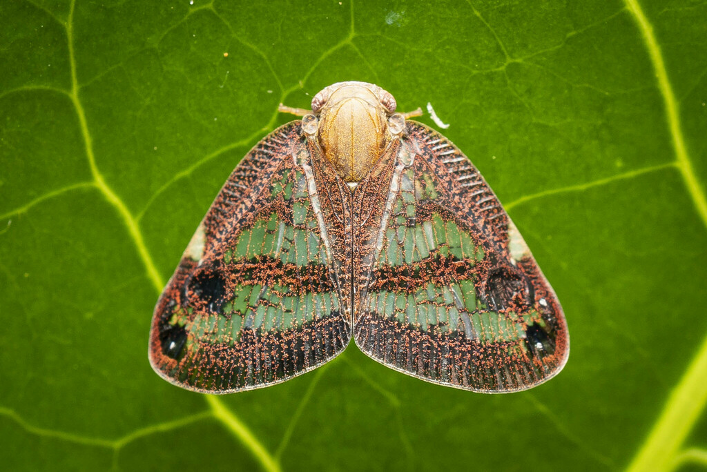 Parapiromis translucida