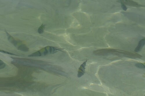 Indo-Pacific Sergeant Major — seen at this dive site