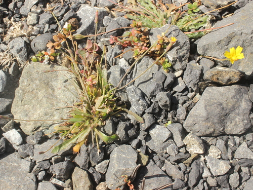 Microseris scapigera, photograph 2