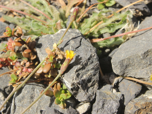 Image of Microseris scapigera by (c) Joe Dillon, some rights reserved (CC BY)