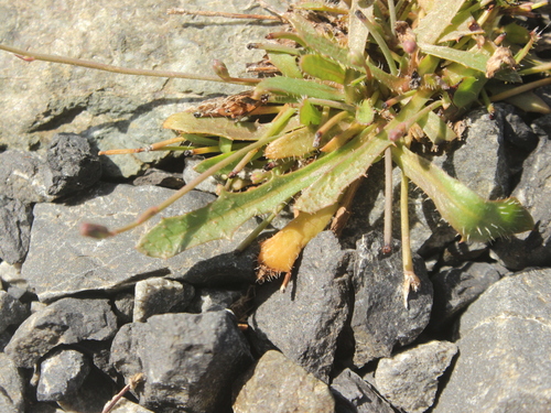 Image of Microseris scapigera by (c) Joe Dillon, some rights reserved (CC BY)