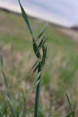 Avena sativa