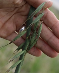 Avena sativa