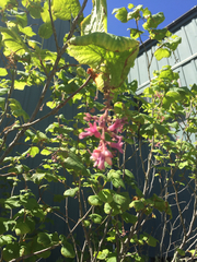 Ribes sanguineum glutinosum