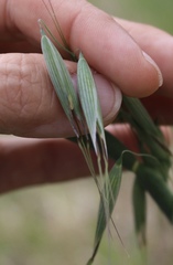 Avena sativa