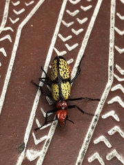 Tegrodera aloga