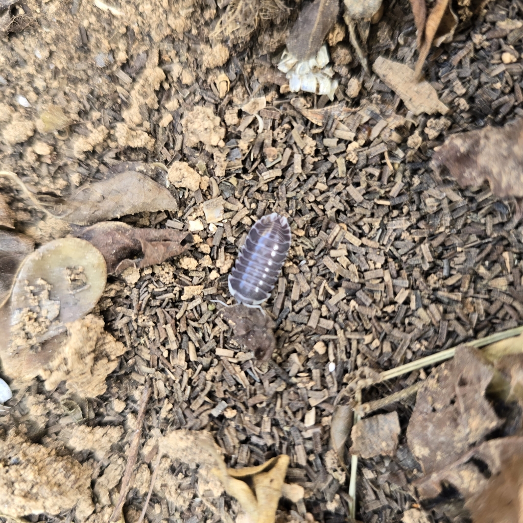 Dioscoridillo melanoleucos from Hadibu, Yemen on February 10, 2024 at