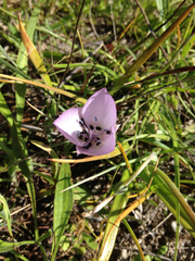 Calochortus uniflorus