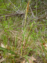 Carex caryophyllea